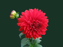 Rajan